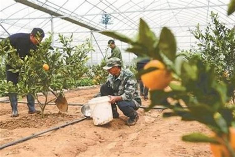 柠檬树坐果需施什么肥