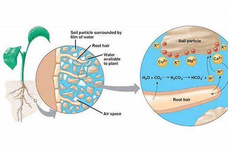 钾肥的作用是什么 钾肥有哪些种类