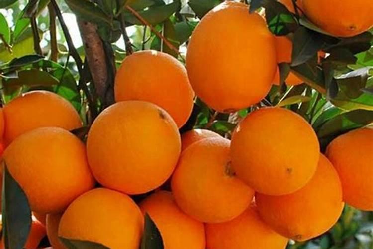 长春花移栽方法 需要把握这四点