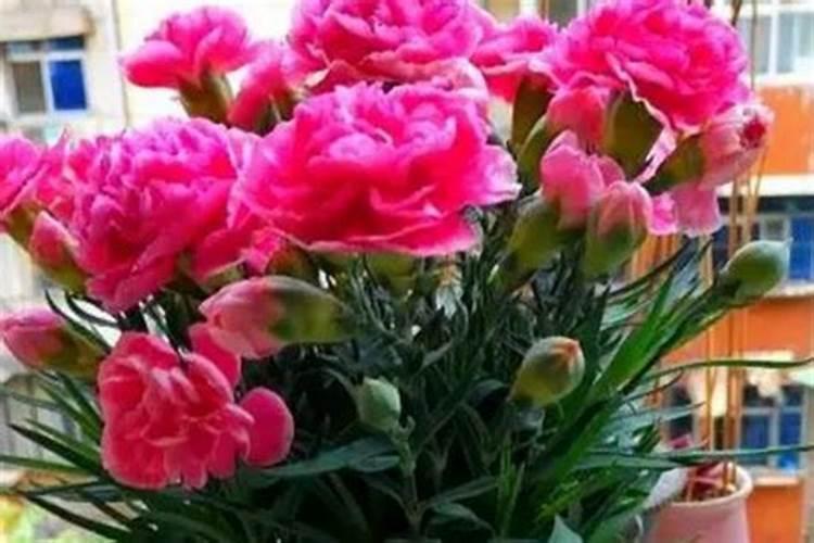 钾肥的作用是什么