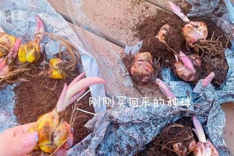 月季花苗刚种下去能晒太阳和施肥吗？