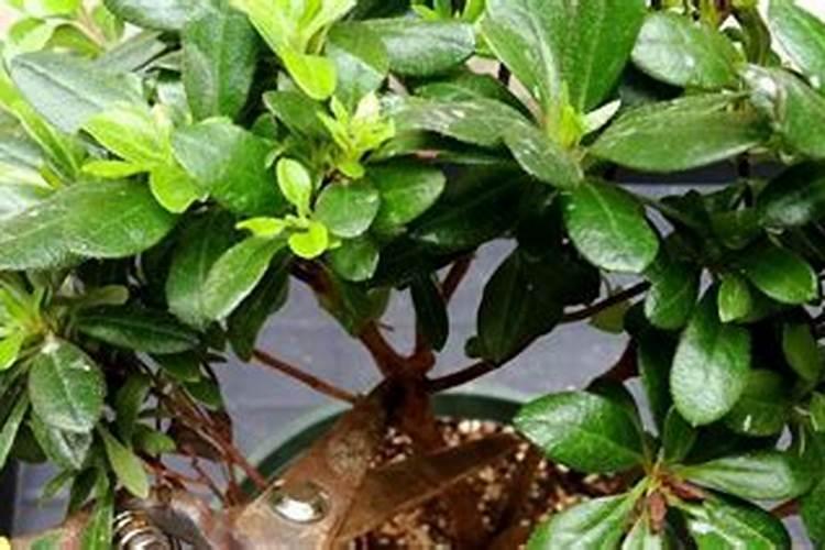 在种植玉米时,什么时间段喷洒磷酸二氢钾比较好？