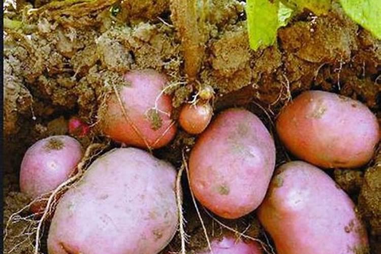 玉米除草剂什么时间喷好,喷药注意事项