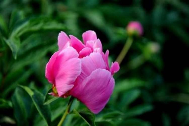 芍药施什么肥最好