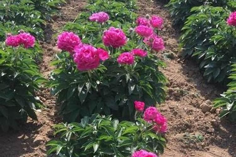 芍药刚出芽如何施肥