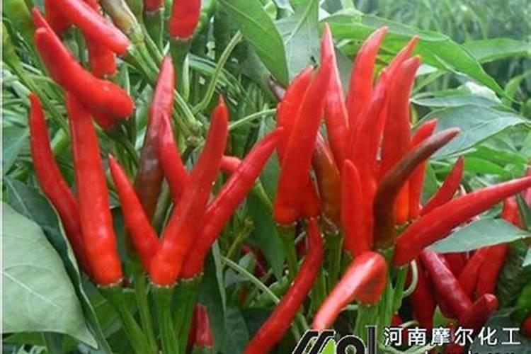 朝天椒用什么含量的化肥比较好,请各位老师给指导一下,谢谢了