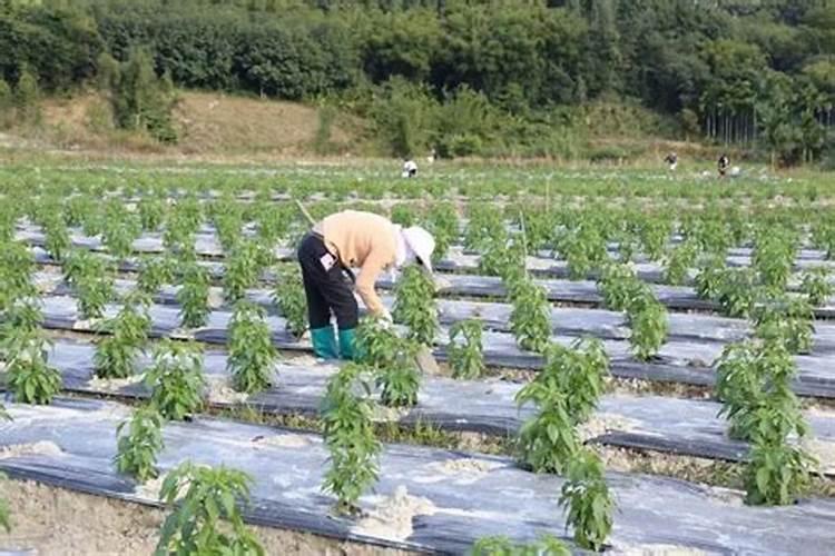 打完朝天椒转红药隔几天能打磷酸二氢钾呢