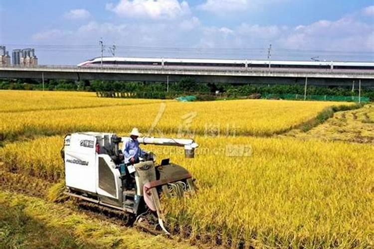 水稻哪个牌子的复合肥最好