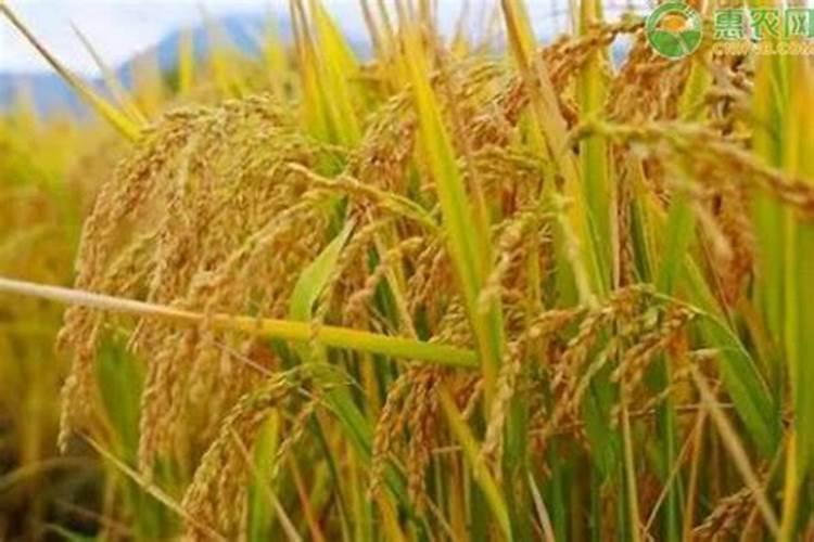 水稻肥多少钱一吨