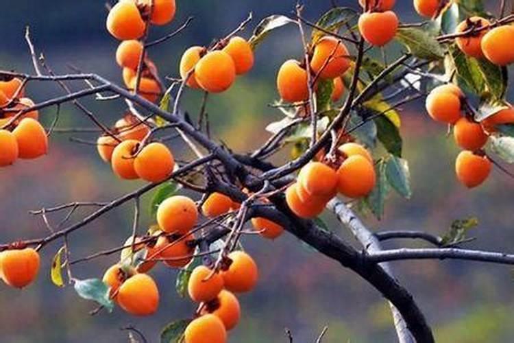 绣球为什么老是蔫叶子