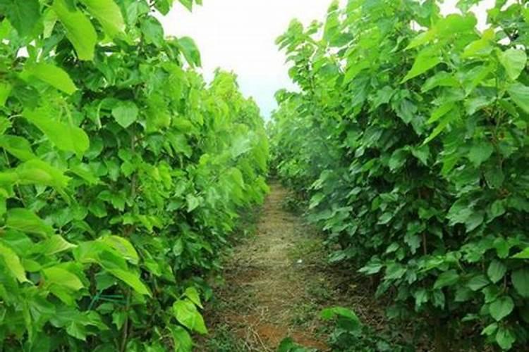 草莓膨大期用哪款肥料比较好？