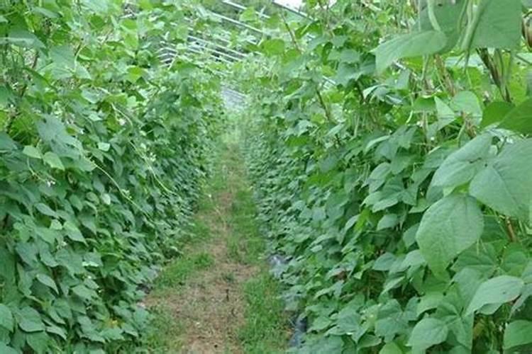 西红柿坐不住果是什么原因