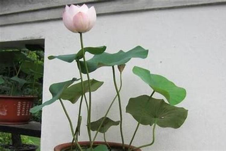 氮磷钾肥的作用分别是什么？