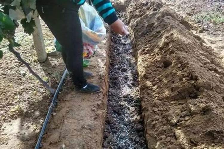 一亩玉米产多少秸秆