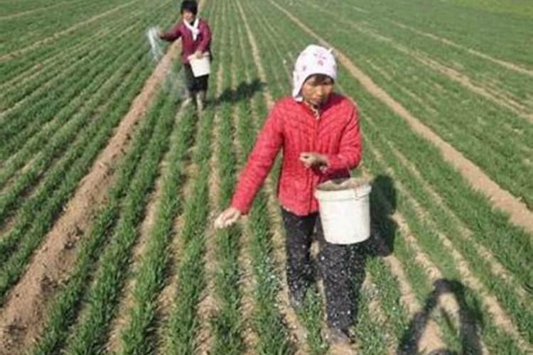 水稻钾肥什么时候施 水稻什么时候施钾肥