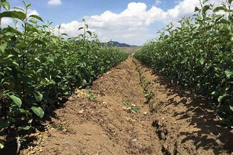 果树安全施用钙肥有哪些技术？