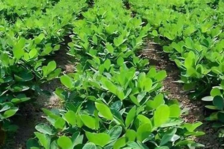 修剪果树什么时候施肥好 果树什么时候追肥效果好