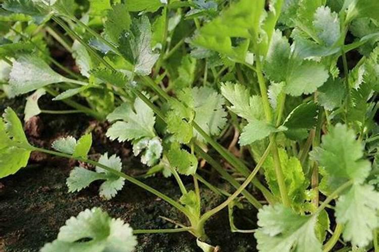 口红原材料是什么 口红原材料是啥