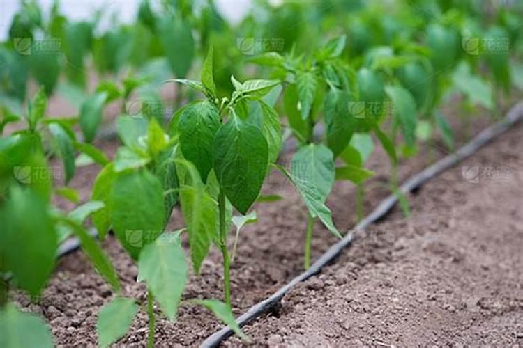 水溶肥≠冲施肥!千万别再搞混了!