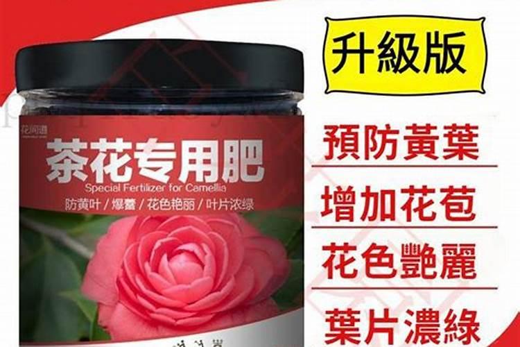 茶花多久施一次肥