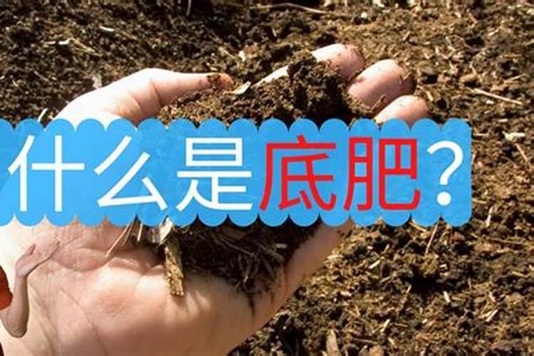 蓝莓用什么肥最好