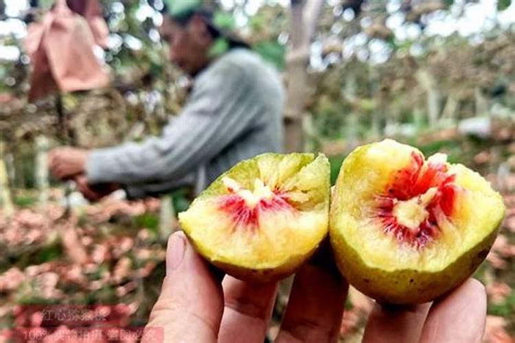 猕猴桃怎样保花保果