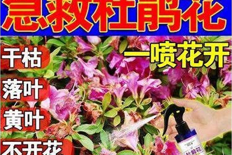 玉米要施肥几次