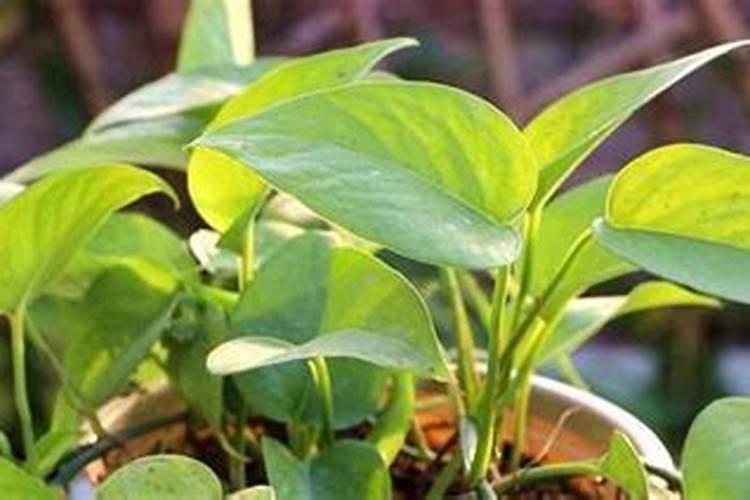 绿萝怎么养才能更旺盛用什么肥料