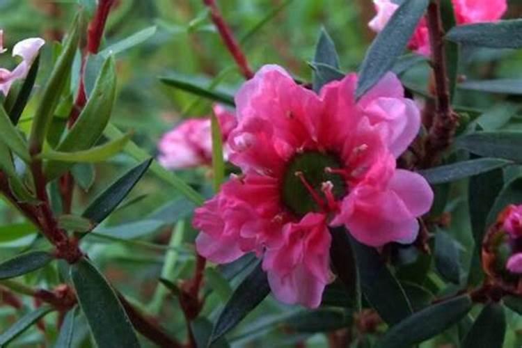 君子兰冬季施什么肥料,怎么过冬