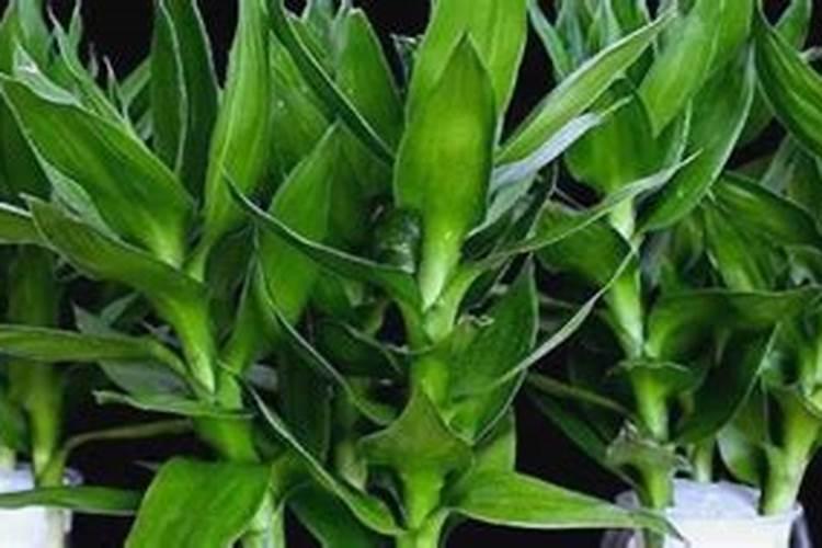 蔬菜结果后施什么肥