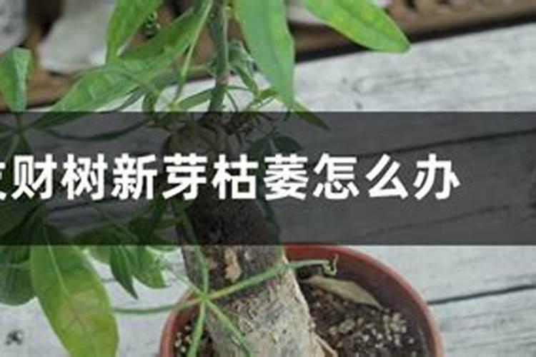 一分钟教你自制氮磷钾肥