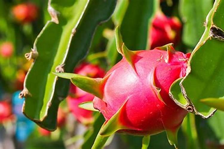 脲铵氮肥可以用于土豆吗 有什么好处