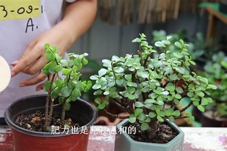 如何培育出肉质饱满的金枝玉叶？