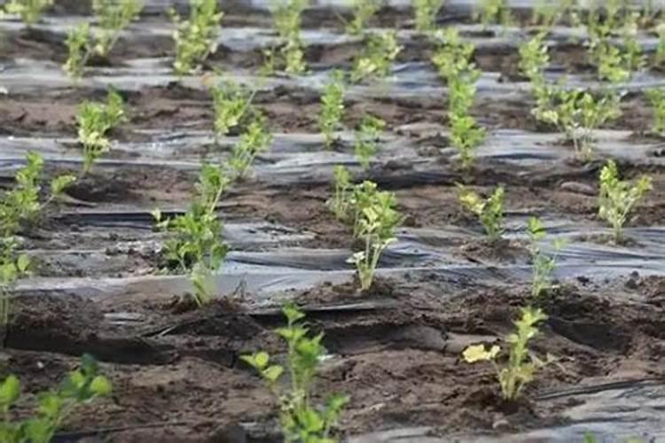 芹菜打什么叶面肥？施肥的最佳时间是什么时候？