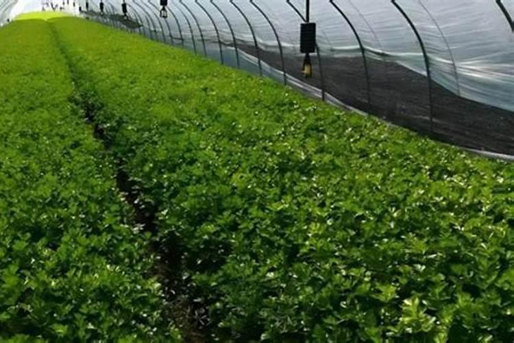 芹菜移栽后多少天可以施肥 芹菜移栽后多少天能施肥