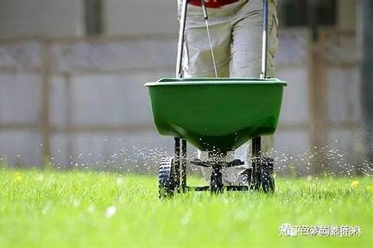 小区绿化草坪下什么肥怎样下