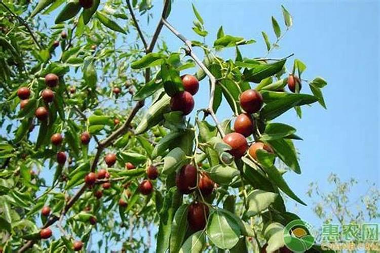 想问一下氮肥是什么肥？