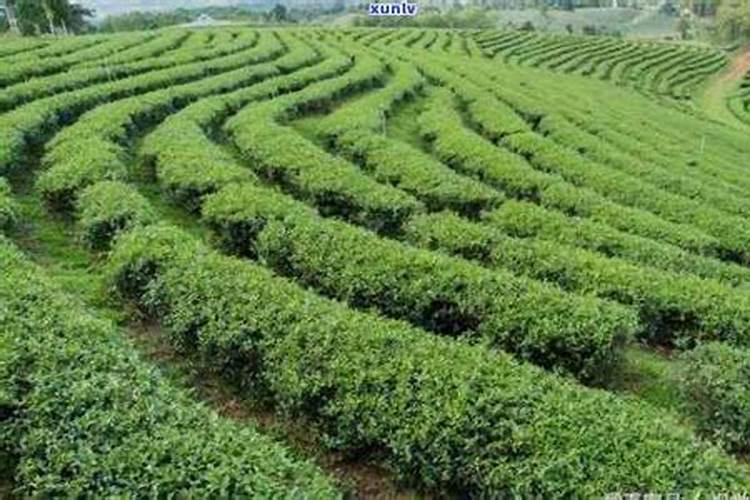 甜糯玉米苗前封闭用什么药