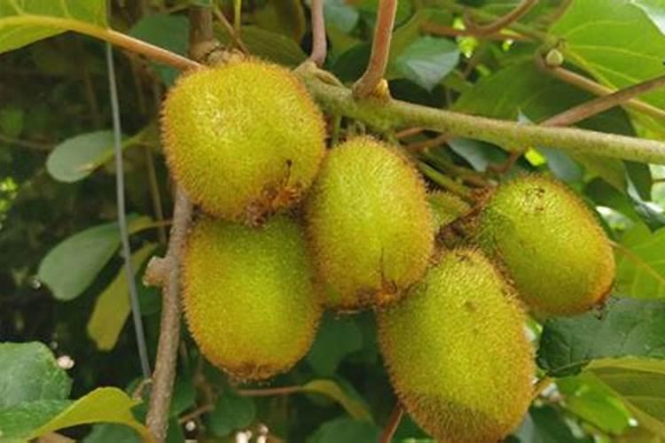 猕猴桃挂果后施什么肥料