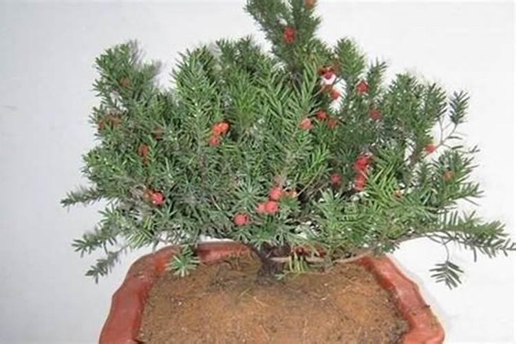 红豆杉用复合肥好吗 怎么施肥