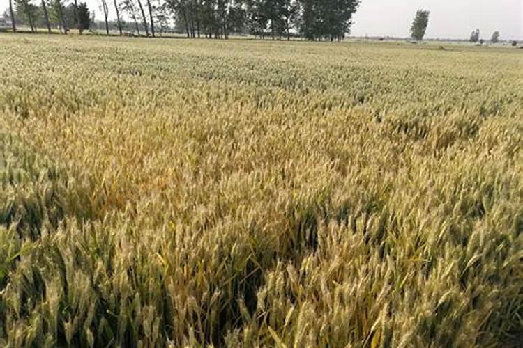 乌金绿有机水溶肥含氮量高吗