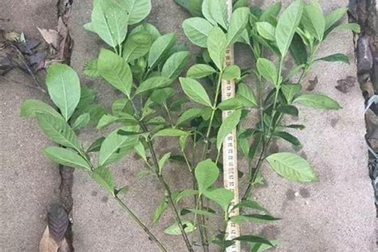 鱼蛋白水溶肥制作方法