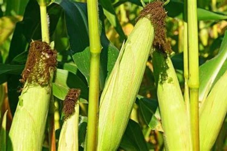 黄皮开花施什么肥