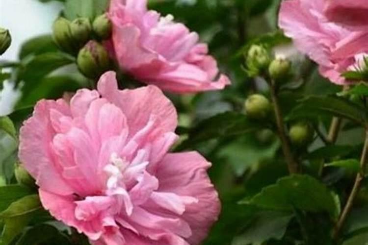 木槿花浇什么肥料合适