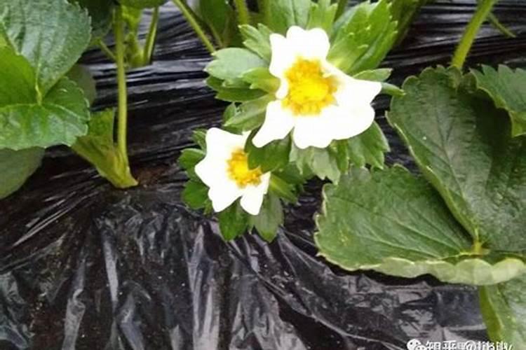 俄罗斯是第几大钾肥出口国