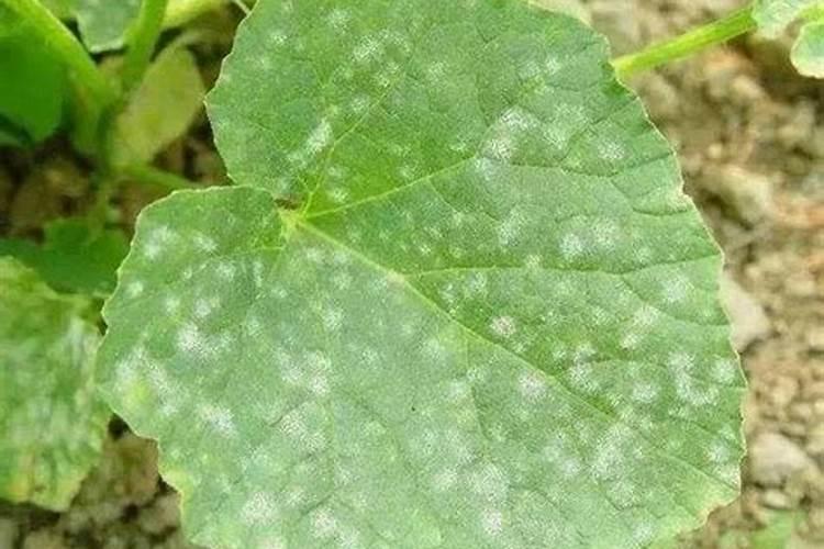 长寿花白粉病怎么办