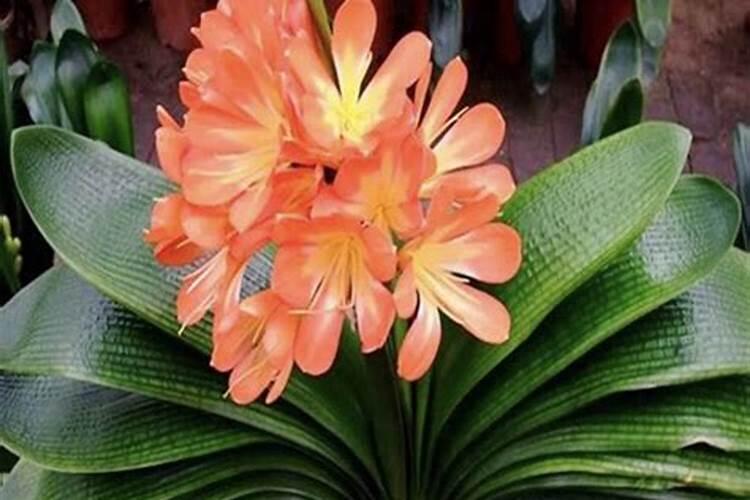 君子兰缺肥怎么判断