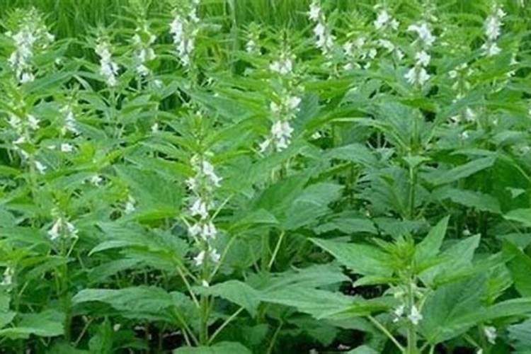 芝麻追肥用什么肥料好