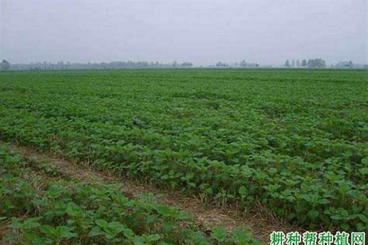 种芝麻用什么肥料好