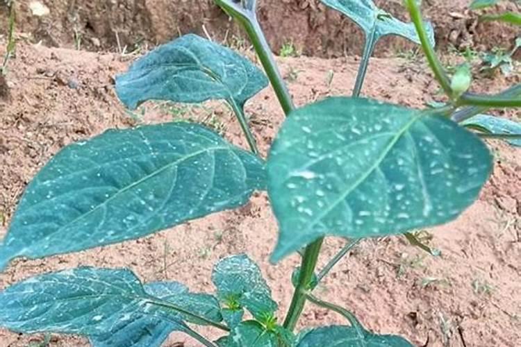 阿斯巴甜是什么东西